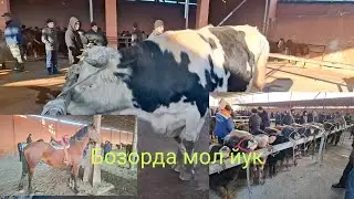 , Водил мол бозори нархлари