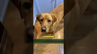 Собака не хотела чтобы так вышло...❤️