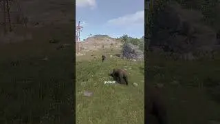 ПРОСТОЙ СПОСОБ СПАСТИСЬ ОТ АГРЕССИВНЫХ ЖИВОТНЫХ В RUST / РАСТ