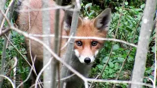 20.07.2016 - Lapsēni - Лисята - Fox cubs