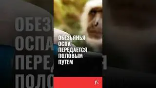 Обезьянья оспа может быть передана при половом контакте