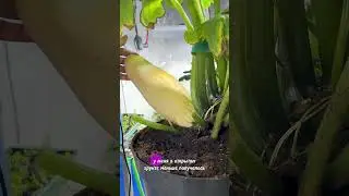 Кабачки в горшках: отличный результат!
