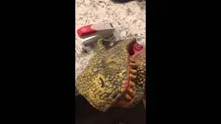 DINOSAUR PUPPET MADE  FACE MASK