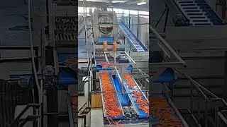 Allround Мойка овощей  