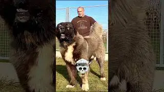 Dogs Transformation 💀