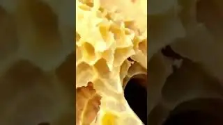 Что будет, если исчезнут пчёлы? 