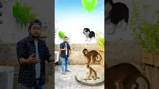 Flying balloon to monkey, elephant, cat & dog - Magic funny vfx 😂