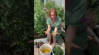 А вы чем отмываете руки от томатов?