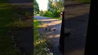 Мама-уточка и утята. Mother duck and ducklings 