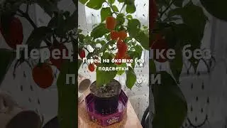 Острый перец Хабанеро желтый в кашпо дома.