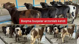 Boqma buqalar bozordan ancha arzon.