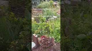 Как избавиться от слизней.  Можно конечно по два раза в день ходить и собирать, а можно завести...