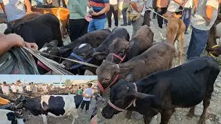 Кувасой Бехизор мол бозори нархлари