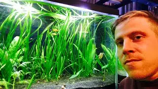 Vallisneria Aquarium Plant Care