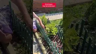 Туя Брабант ГОЛД. Туя Брабант. 