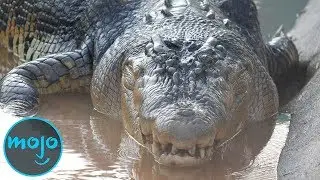 Top 10 Largest Reptiles