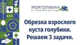 Обрезка взрослых кустов голубики