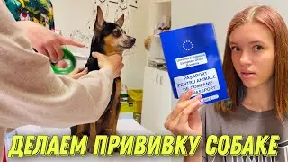 Вернулись в Румынию? Делаем прививку и чип СОБАКЕ / Европейский паспорт для Миланы / НАША МАША