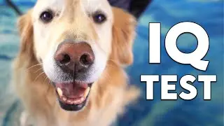 DOGS GO HEAD-TO-HEAD IN IQ TEST! (Super Cooper Sunday 349)