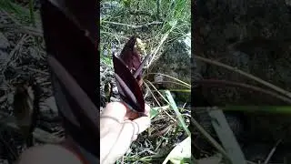 ГовноЦветок