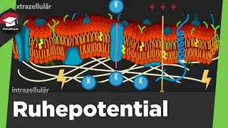 Ruhepotential einfach erklärt - Teilchenbewegung, Natrium-Kalium-Pumpe - Ruhepotential erklärt!