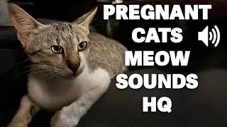 Pregnant cats meowing loud - the best to attract your cat