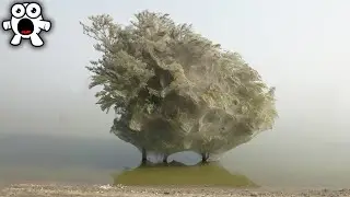 Why Youd Run Away From This Tree