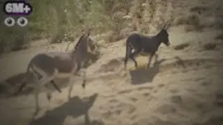 donkey Mating video || donkey meat prank 