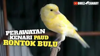 Perawatan kenari PAUD yg RONTOK BULU | Jangan sampe salah