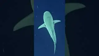 Descubre el mundo de los TIBURONES 🦈​