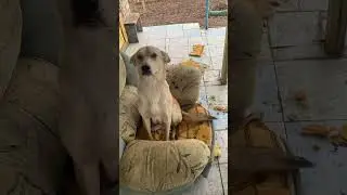 Не забываем кормить собак на дачах. Уральск