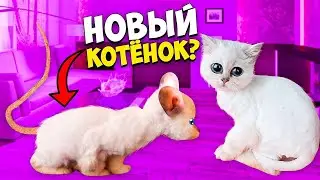 Это  Большая КРЫСА ???!!!  Что случилось с КОШЕЧКОЙ ВАСИЛИСОЙ ???!!!