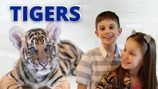 Interesting Facts about Tigers for kids | Tiger Facts for Kids