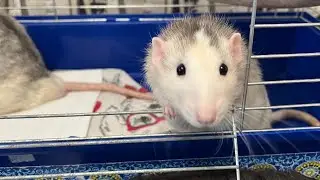 Очень неголодные крысы. В гостях у подписчиков. #rat #rats #крысы #animal #животные