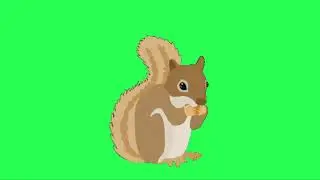 Squirrel Animation Green Screen | Anil Gilaharee Sōngshǔ | Sky Fx