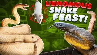 Feeding ALL my Venomous Reptiles at 