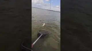 Мощный судак! #Рыбалка #fishing #shorts