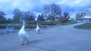 Sounds Of Goose's & Geese ASMR