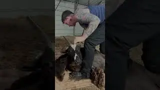 Quick Shearing Of A 4 Horned Ewe