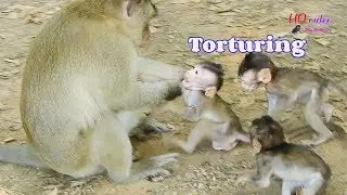 MG,What wrong?, Why big male monkey torturing baby monkey like this?