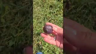 Сливает бассейн, спилили клёны.Жизнь в деревне
