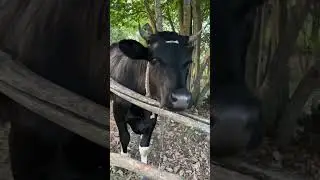 Молодые коровы. #cow #cowvideos #коровы #животные #animal