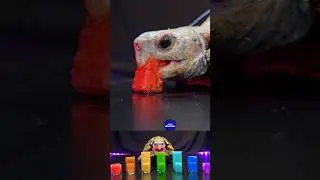 ASMR EATING RAINBOW WATERMELON MUKBANG 🐢 Turtle Tortoise #shorts 32