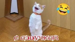 ПРИКОЛЫ С КОТАМИ! - С ОЗВУЧКОЙ! Смешные животные 2024! СМЕШНЫЕ КОШКИ И СОБАКИ!