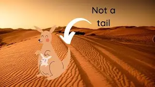 Kangaroos don't have tails when they walk 