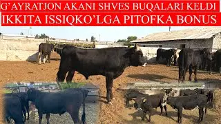 G’AYRATJON akani Qirg’izston QORAQUL SHVES BUQALARI KELDI,BONUSLARHAM BOR ISSIQKO’LGA IKKITA BELET