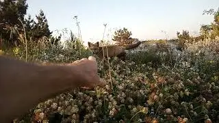 Лисёнок на закате в траве