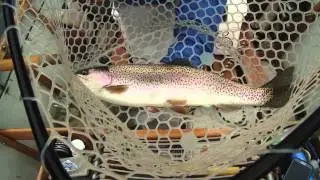 Cumberland Tailwater Trout