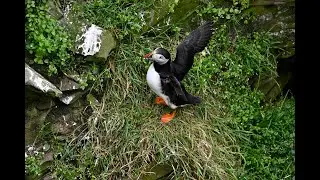 Atlantic Puffins Fratercula arctica, Sumburgh Head, Shetland