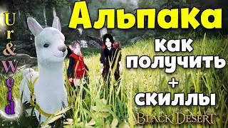 Альпака: как получить, скиллы и особенности альпаки в Black Desert